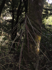 Pseudopanax crassifolius