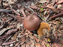 Exsudoporus floridanus