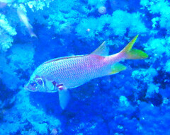 Sargocentron spiniferum