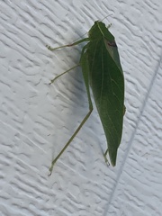 Microcentrum retinerve