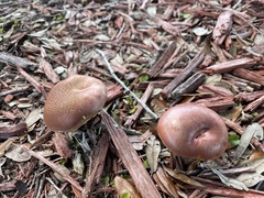 Exsudoporus floridanus