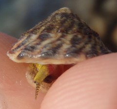 Bembicium auratum