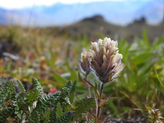 Castilleja hyperborea