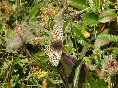 Boloria alaskensis