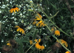 Rudbeckia hirta