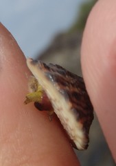 Bembicium auratum