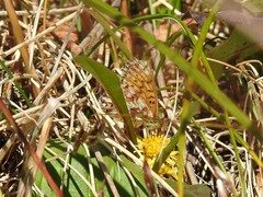 Boloria alaskensis