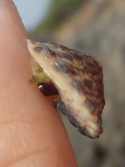 Bembicium auratum