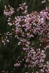 Erica multiflora