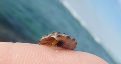 Bembicium auratum