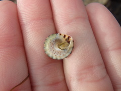Bembicium auratum
