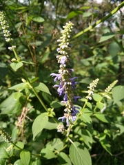 Salvia polystachia