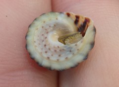 Bembicium auratum