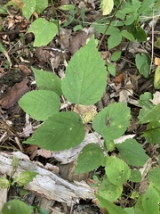 Celtis occidentalis