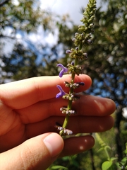 Salvia polystachia