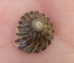 Bembicium auratum