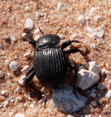 Gonopus