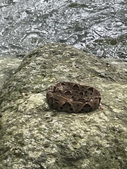 Bothrops asper