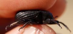 Gonopus