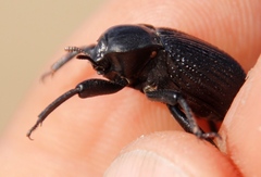 Gonopus