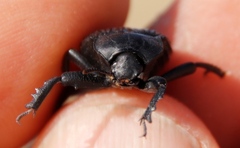 Gonopus