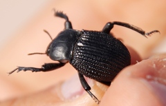 Gonopus
