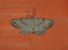 Selidosema brunnearia