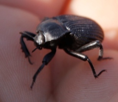 Gonopus