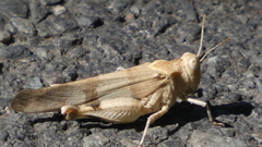 Oedipoda caerulescens