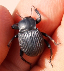 Gonopus