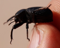 Gonopus