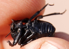 Gonopus