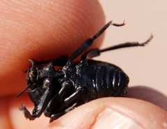 Gonopus