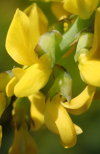 Image of Lebeckia gracilis by (c) Nicola van Berkel, some rights reserved (CC BY-SA)