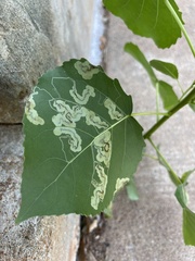 Stigmella salicis