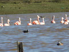 Phoenicopterus chilensis