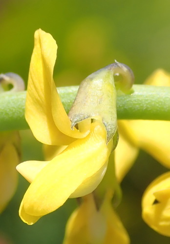 Image of Lebeckia gracilis by (c) Nicola van Berkel, some rights reserved (CC BY-SA)