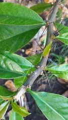 Pereskia grandifolia grandifolia