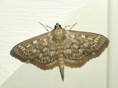 Herpetogramma