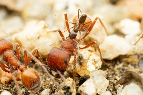 Crazy Pyramid Ant photo 6