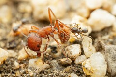 Dorymyrmex insanus