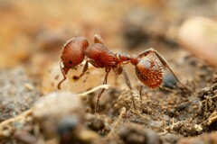 Pogonomyrmex huachucanus
