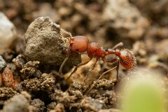 Pogonomyrmex huachucanus