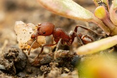 Pogonomyrmex huachucanus