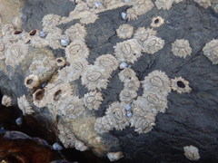 Chthamalus antennatus