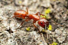 Camponotus schaefferi