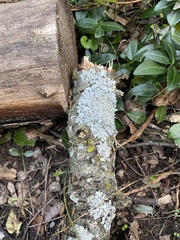 Parmelioideae