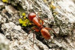 Camponotus schaefferi