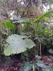 Xanthosoma