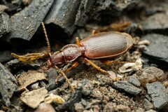 Cymindis